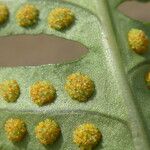 Polypodium vulgare Fruto