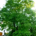 Juglans regia Характер