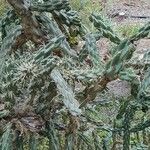 Cylindropuntia imbricataΦύλλο