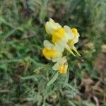 Linaria supinaFlor