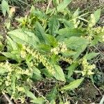 Penthorum sedoides Flower