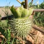 Datura inoxia Fruit