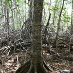 Pelliciera rhizophorae Bark