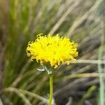 Thelesperma megapotamicum Flower