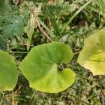 Trichosanthes cucumerina Leaf