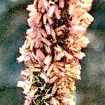Alopecurus geniculatus Flor
