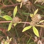 Trifolium striatum 葉