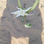 Pancratium maritimumFlors