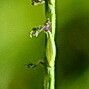 Digitaria ischaemum Flower