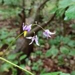 Solanum dulcamara Flower