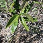 Boscia mossambicensis Leaf