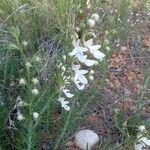 Teucrium pseudochamaepitys Kukka