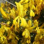 Genista scorpius Flower