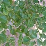 Dalbergia sissoo Blad