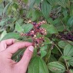 Miconia lacera Fruit