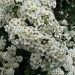 Spiraea × vanhouttei Õis