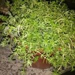 Sedum japonicum Hoja