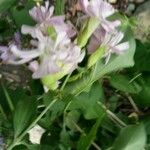 Saponaria bellidifolia Λουλούδι