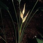 Heliconia lourteigiae Кветка