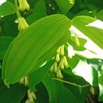 Polygonatum × hybridum Fuelha