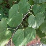 Cercis occidentalis Hostoa