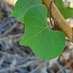 Ipomoea obscura Leaf