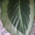 Calathea picturata Lehti