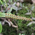 Lepisorus excavatus Feuille