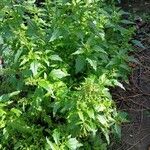 Chenopodiastrum murale Habit