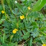 Hippocrepis biflora Fula