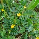 Hippocrepis biflora Virág