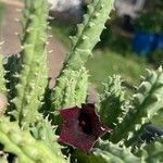 Huernia macrocarpa Žiedas