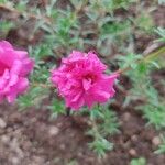 Portulaca grandifloraফুল