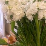 Matthiola incana Blomst