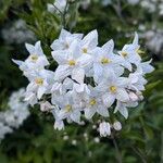 Solanum laxumFlower