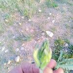 Astragalus caprinus Arall
