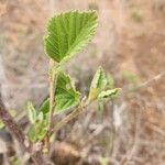 Grewia villosa Leaf