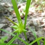Carex intumescens Blodyn