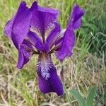 Iris pumila Cvet