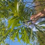 Acacia auriculiformis Fuelha