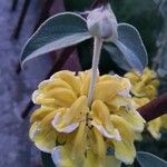 Phlomis fruticosa Floare