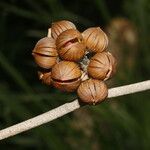 Itzaea sericea Fruto