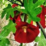 Abutilon guineense Květ