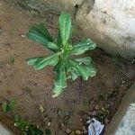 Euphorbia neriifolia Hoja