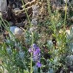 Lavandula angustifolia Plante entière