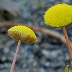 Cotula coronopifolia Floare