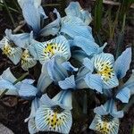 Iris reticulata Hábito