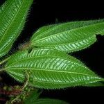 Miconia lacera Blad