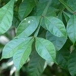 Quassia amara Hoja