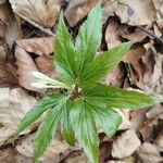 Cardamine enneaphyllos Leht